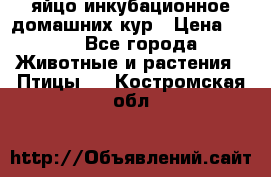 яйцо инкубационное домашних кур › Цена ­ 25 - Все города Животные и растения » Птицы   . Костромская обл.